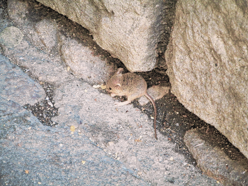 Mouse